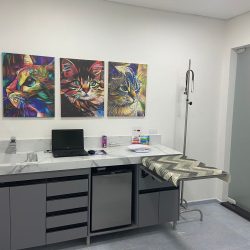 consultorio gatos 1